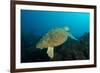 Turtle on a Reef-pipehorse-Framed Photographic Print