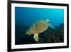 Turtle on a Reef-pipehorse-Framed Photographic Print