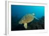 Turtle on a Reef-pipehorse-Framed Photographic Print