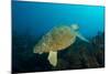 Turtle on a Reef-pipehorse-Mounted Photographic Print