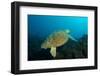 Turtle on a Reef-pipehorse-Framed Photographic Print