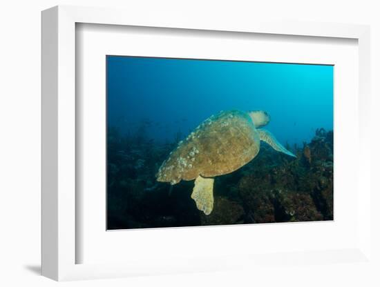 Turtle on a Reef-pipehorse-Framed Photographic Print