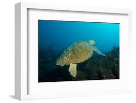 Turtle on a Reef-pipehorse-Framed Photographic Print