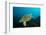 Turtle on a Reef-pipehorse-Framed Photographic Print