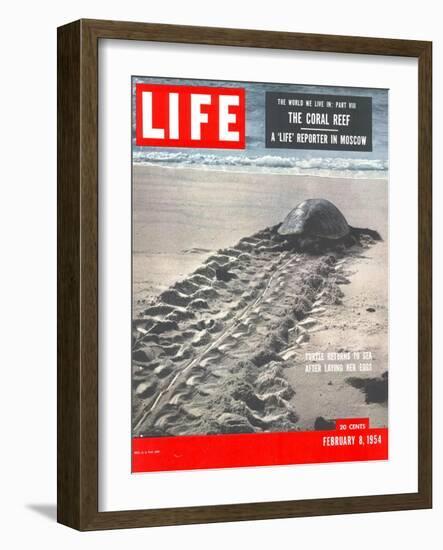 Turtle Returning to Sea after Laying Eggs, February 8, 1954-Fritz Goro-Framed Photographic Print