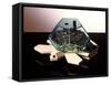 Turtle Robot-Victor De Schwanberg-Framed Stretched Canvas