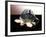 Turtle Robot-Victor De Schwanberg-Framed Premium Photographic Print