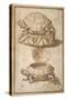 Turtle Shaped Sweetmeat Box-Giulio Romano-Stretched Canvas