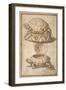 Turtle Shaped Sweetmeat Box-Giulio Romano-Framed Giclee Print