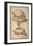 Turtle Shaped Sweetmeat Box-Giulio Romano-Framed Giclee Print