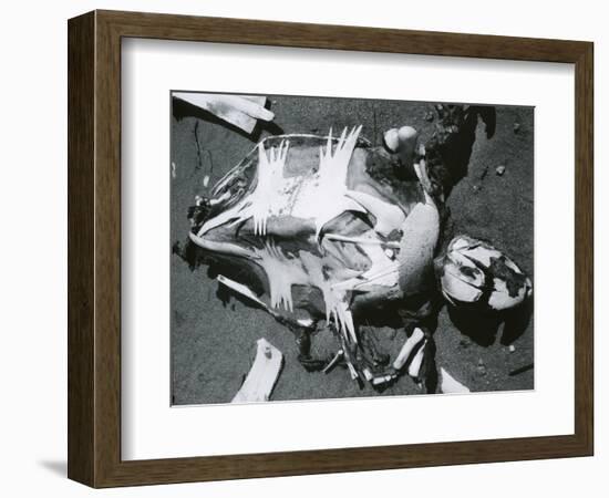 Turtle Shell, Bones, Sand, 1964-Brett Weston-Framed Photographic Print