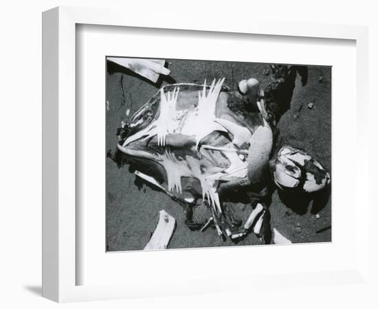 Turtle Shell, Bones, Sand, 1964-Brett Weston-Framed Photographic Print