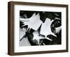 Turtle Skeleton, Baja, California, 1964-Brett Weston-Framed Photographic Print