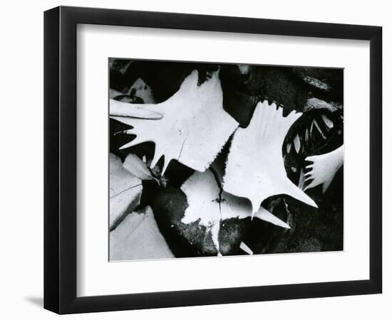 Turtle Skeleton, Baja, California, 1964-Brett Weston-Framed Photographic Print