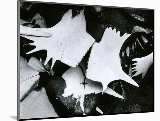 Turtle Skeleton, Baja, California, 1964-Brett Weston-Mounted Photographic Print