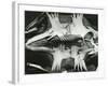 Turtle Skeleton, Baja, California, 1964-Brett Weston-Framed Photographic Print