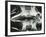 Turtle Skeleton, Baja, California, 1964-Brett Weston-Framed Photographic Print