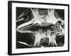 Turtle Skeleton, Baja, California, 1964-Brett Weston-Framed Photographic Print