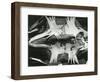 Turtle Skeleton, Baja, California, 1964-Brett Weston-Framed Photographic Print