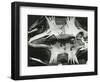 Turtle Skeleton, Baja, California, 1964-Brett Weston-Framed Photographic Print