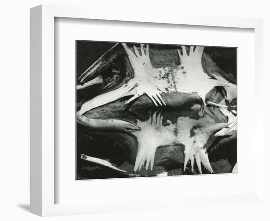 Turtle Skeleton, Baja, California, 1964-Brett Weston-Framed Photographic Print