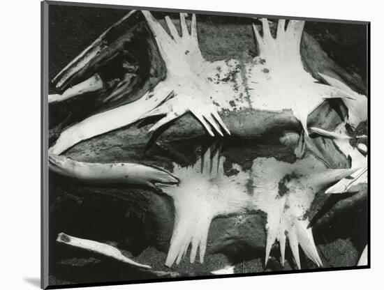 Turtle Skeleton, Baja, California, 1964-Brett Weston-Mounted Photographic Print