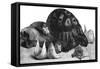 Turtle, Swallow's Nests and Oxtail-null-Framed Stretched Canvas