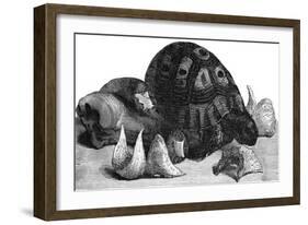 Turtle, Swallow's Nests and Oxtail-null-Framed Art Print