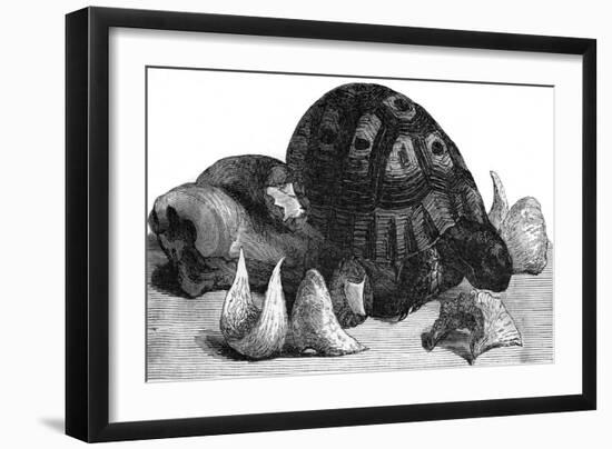 Turtle, Swallow's Nests and Oxtail-null-Framed Art Print