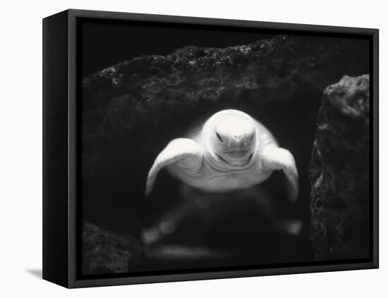 Turtle Without Shell-Henry Horenstein-Framed Stretched Canvas