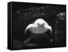 Turtle Without Shell-Henry Horenstein-Framed Stretched Canvas