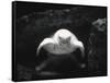 Turtle Without Shell-Henry Horenstein-Framed Stretched Canvas