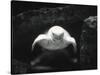 Turtle Without Shell-Henry Horenstein-Stretched Canvas