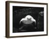 Turtle Without Shell-Henry Horenstein-Framed Photographic Print