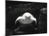 Turtle Without Shell-Henry Horenstein-Mounted Photographic Print