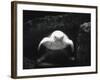 Turtle Without Shell-Henry Horenstein-Framed Photographic Print