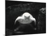 Turtle Without Shell-Henry Horenstein-Mounted Photographic Print