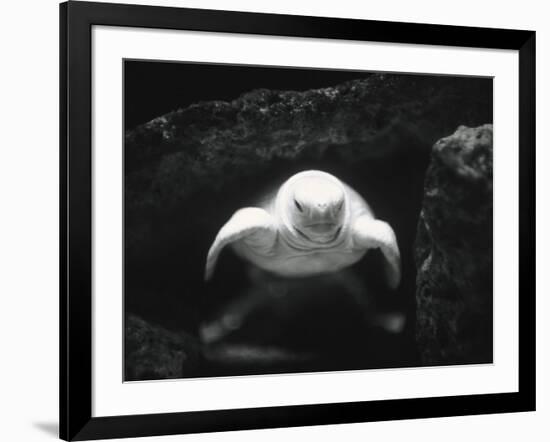 Turtle Without Shell-Henry Horenstein-Framed Photographic Print