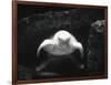 Turtle Without Shell-Henry Horenstein-Framed Photographic Print