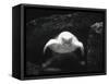 Turtle Without Shell-Henry Horenstein-Framed Stretched Canvas