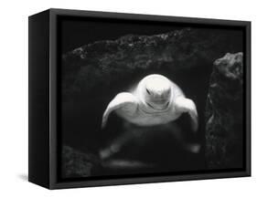 Turtle Without Shell-Henry Horenstein-Framed Stretched Canvas