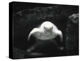 Turtle Without Shell-Henry Horenstein-Stretched Canvas