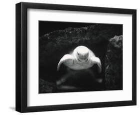 Turtle Without Shell-Henry Horenstein-Framed Photographic Print