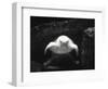 Turtle Without Shell-Henry Horenstein-Framed Photographic Print