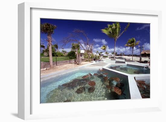 Turtle Yearlings In Pool Cayman Turtle Farm-George Oze-Framed Photographic Print