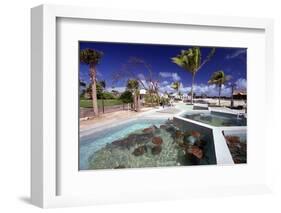 Turtle Yearlings In Pool Cayman Turtle Farm-George Oze-Framed Photographic Print