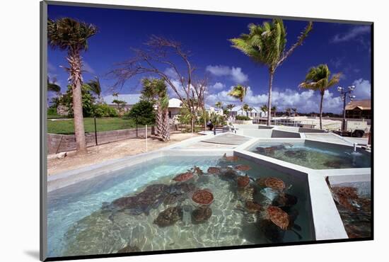 Turtle Yearlings In Pool Cayman Turtle Farm-George Oze-Mounted Photographic Print