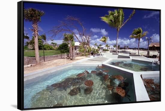 Turtle Yearlings In Pool Cayman Turtle Farm-George Oze-Framed Stretched Canvas