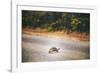 Turtle-Pixie Pics-Framed Photographic Print