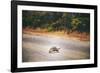 Turtle-Pixie Pics-Framed Photographic Print